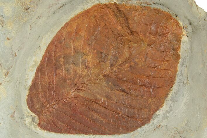 Fossil Leaf (Eucommia) - Montana #188679